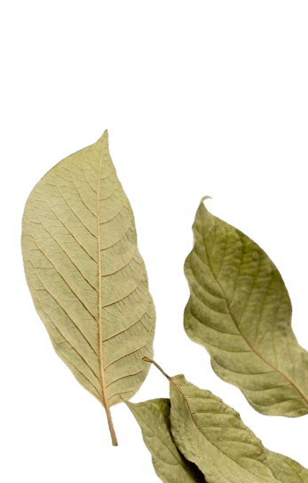 Botanical Alternatives